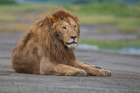 Africa, Tanzania, Ngorongoro Conservation Area. Male lion resting. Art Print